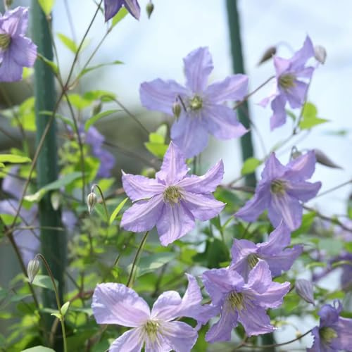 Clematis - klematis, balkonpflanzen winterharte stauden für pralle sonne zimmergewächshaus hochbeete für garten gewächshaus balkon topfpflanzen balkonblumen kletterpflanzen gartendeko 10Zwiebeln