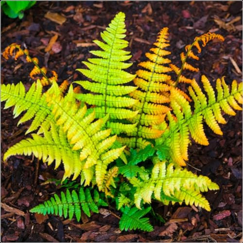 Fern Hardy Dryopteris Jurassic Gold X 3 Plug Plants