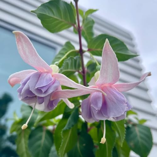 fuchsien, bodendecker winterhart mehrjährig fuchsiensamen garten, schnittblumen frühlingsblume blumenwiese 450pcs