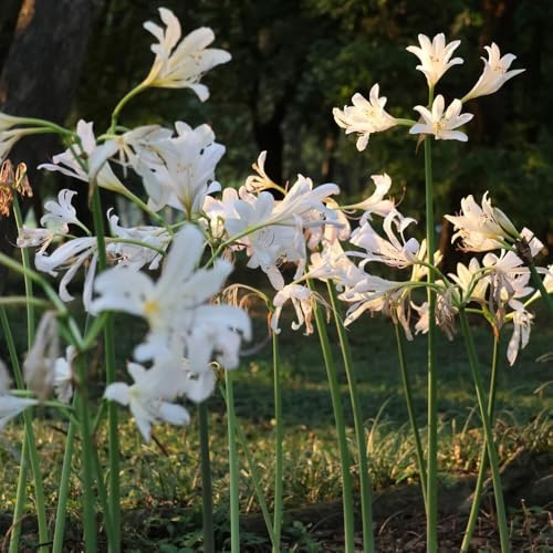 3Bulbi di giglio di ragno Lycoris radiata, sangue di primaverili freschi, decorazioni da giardino per esterno decorazione