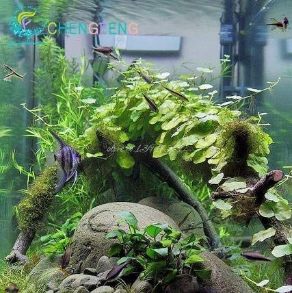 Red : Promotion! 200seeds 12 Kinds Mixed Aquarium Fish Tank Grass Seeds Indoor Beautiful Watch Water Aquatic Plants Seed