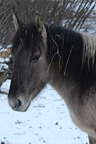Notizbuch: Pferd im Schnee Pferde Notizbuch mit lustigem Pferdemotiv Tiermotiv liniertes Buch zum reinschreiben , 120 Seiten, Softcover, verwendbar ... Planer Tagebuch Poesiealbum Geschenk