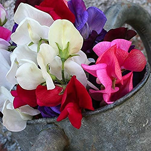 Sweet Pea Plants, 'Heritage Mix', 1 x Full Plant in a 9cm Pot, Sweet Peas, Garden Flowers, Garden Ready and Ready to Plant, Premium Quality Flowers