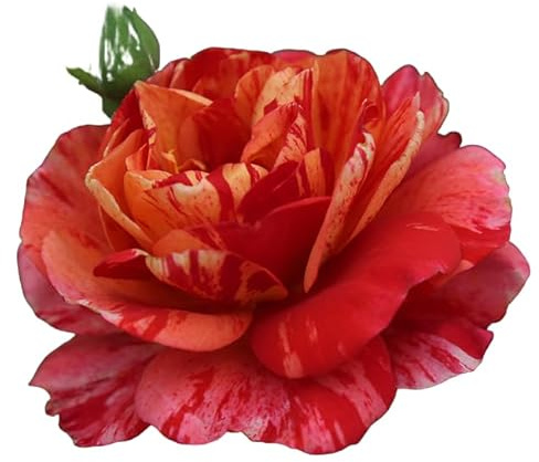 Heirloom Floribunda Roses, Live Own Root Plant for Outdoor Garden, Frida Kahlo™, Lightly Fragrant, Hardiness Zones: 4-10, Continual Blooming