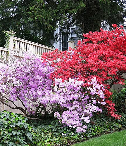 100 semi-echte 100% Mix-Color Azalee - Rhododendron simsii semi - semi di piante Bonsai Fiore