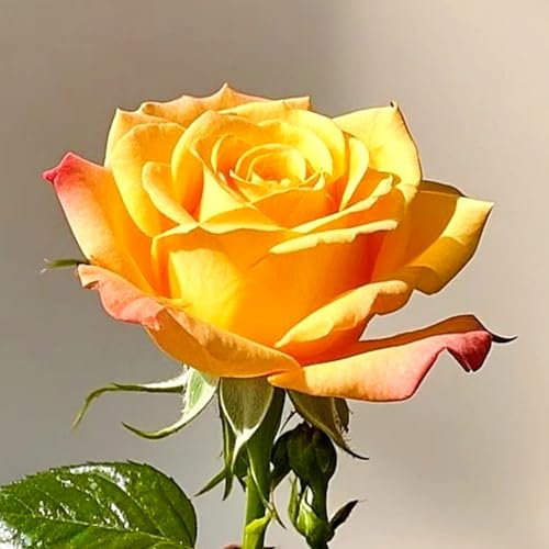 Rosen pflanzen winterhart,Duftende Rosen –Geeignet für die Heimdekoration-D-4 zwiebeln