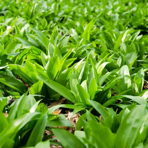 100 piezas semillas de ajo silvestre organicas extremadamente resistentes al invierno, antiguas variedades de hortalizas semillas exóticas