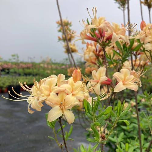 semillas de rododendro, semillas de azalea, Las de jardín son resistentes 400pcs