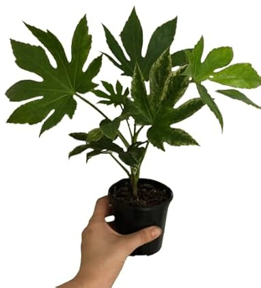 Aralia Japonica - Planta Natural y Ornamental Perfecta para Interior y Exterior