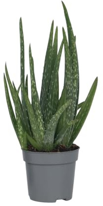 Plant in a Box - Echte Aloe - Aloe barbadensis - Höhe 25-40cm - Pot 10,5cm - Zimmerpflanze - Grün