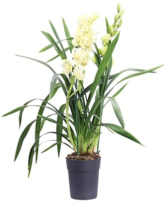 eGarden.store - Pianta vera di Cymbidium diversi colori disponibili - Altezza pianta: 60 cm Diametro vaso: 14 cm - Orchidea ornamentale con fiori colorati da interno (Crema)