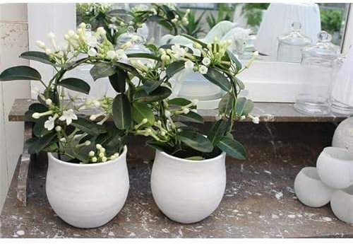 2 x Evergreen Jasmine Plants in Ceramic PLANTERS - Stephanotis Floribunda Fragrant Wedding Flowers Climbing houseplant