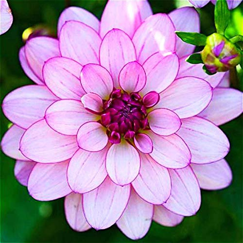 Nouvelles Graines De Fleurs De Dahlia Pour Un Beau Jardinage Violet Clair Paquet De 100 Graines