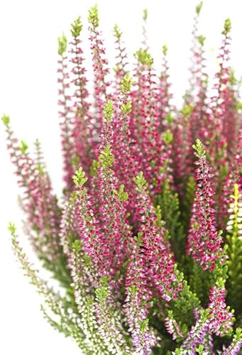 Calluna Rosa Planta Exterior - Arbusto Mediterráneo Resistente