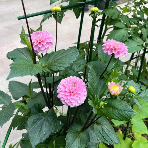 tuberi di dalia resistenti - balcone esterni perenni esotiche 3pcs