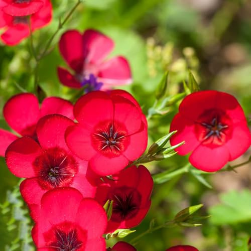 semillas rojas de lino, resistentes para el jardín de balcón decoracion oficina orgánicas 1500pcs