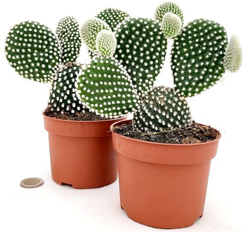 POWERS TO FLOWERS - FICO D'INDIA, OPUNTIA IN VASO CERAMICA AFRICA, pianta vera