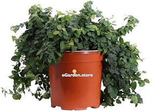eGarden.store Pianta di Ficus Pumila Pianta di Ficus Repens pianta da esterno pianta di Ficus rampicante pianta ornamentale pianta vera venduta