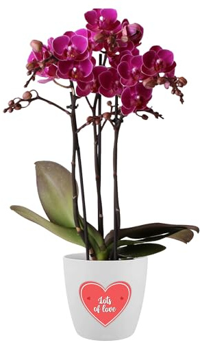 Orchid Phalaenopsis Multi Merida with Love Heart Sticker - Live Moth Orchid Plant with Colourful Blooms - Perfect Valentine's, Mother's Day & Anniversary Gifting House Plant (9cm Pot, 30-40cm)