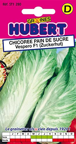 Graines de Chicorée Pain de Sucre Vespero F1-0,5 grammes