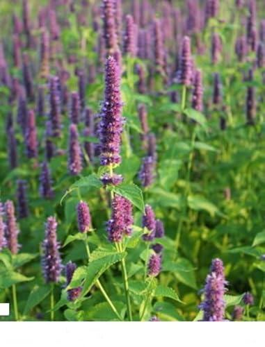 Koreanische Minze Agastache rugosa Teepflanze Bienenweide 100 Samen