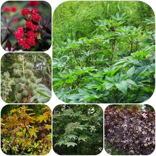 rizinus - rizinussamen - bio alte sorten bodendecker, pflanzenanzucht kräutergarten exotische gemüsesamen 200samen