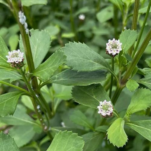 teppichverbene - Teppich Verbene wildblumensamen schmetterlingsflieder kräuterbeet bonsai topf kübelpflanzen pflanzensamen exotisch bodendecker winterhart mehrjährig blumenstauden 200samen