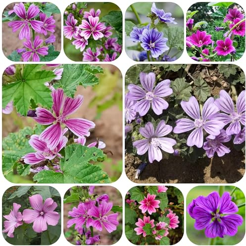 malva, di selvatici esotici semi di malva d'appartamento rare rampicanti, giardino roccioso ornamentali per zone soleggiate per l' semi 700semi