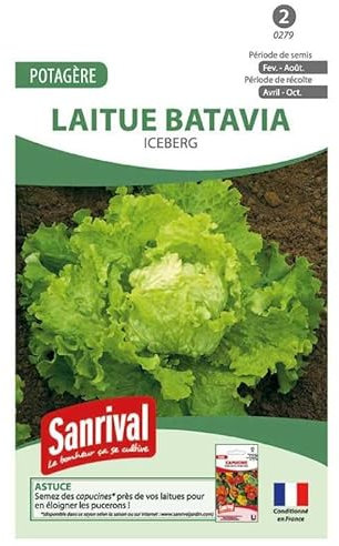 Graines de laitue Batavia Iceberg