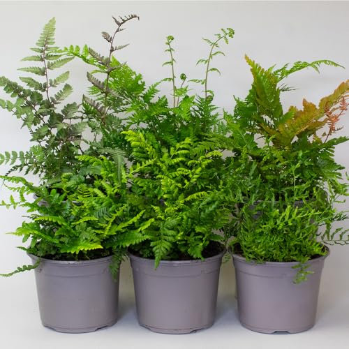 6 x Garden Fern – Margin Pond Plants, Hardy Evergreen Plants Outdoor, Shade Loving Ferns, Supplied in 13cm Pots