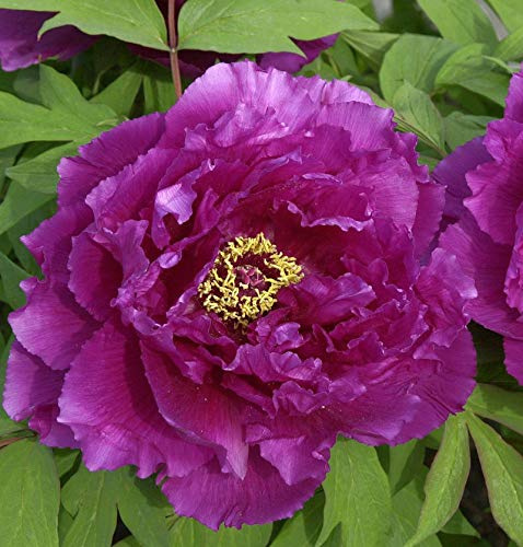 Strauchpfingstrose Hana Daijin - Paeonia suffruticosa - lebende Gartenpflanze aus den Baumschulen
