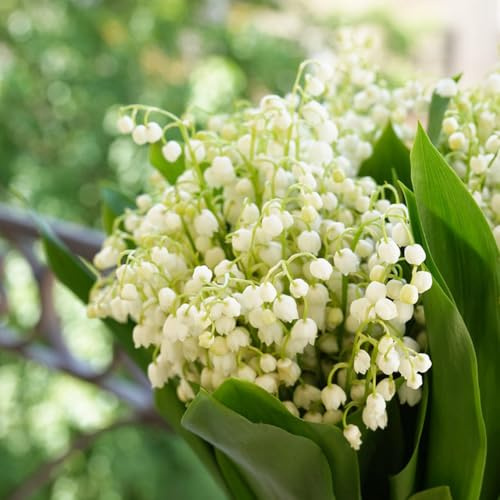 bulbos de lirio de los valles - perennes resistentes primavera exterior invierno balcón 12pcs