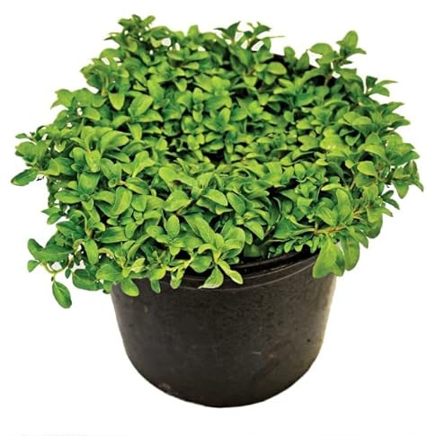 Poleo Menta Planta Aromática Natural de Exterior de Uso Culinario