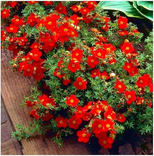 GrowOn Shrubs Potentilla Fruticosa 'Red Robin' | Deciduous Shrub | Outdoor Garden Ready Plant | Spring, Summer, Autumn Flowering | Red, Yellow Flowers
