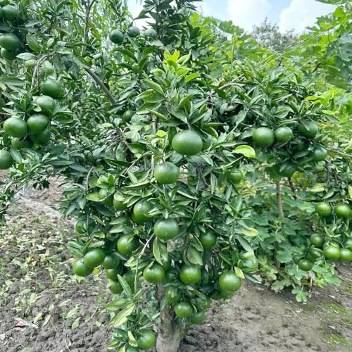 Orangenbaum Mandarinenbaum zimmerpflanze obstbaum pflanzensamen pflanztopf bio obstpflanzen spalierobst wildkräuter obstbäume baumsamen gewächshaus balkon säulenobst bonsai bäumchen 40samen