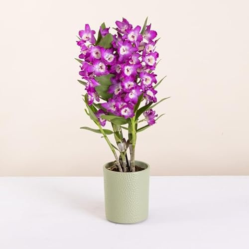 Fleurs et Délices - Orchidée Dendrobium - Plante d'intérieur - Sans cache-pot - Décoration d'intérieur - Cadeau Fleuri - Fabrication Française Artisanale de Qualité - Cadeau à Offrir