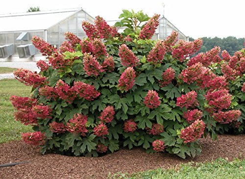Ruby Slippers - Dwarf Oakleaf Hydrangea Bush - 4 Pot