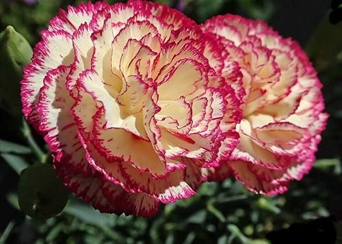 Buy4seeds 350 Finest Seed Flower Carnation Double Striped Useful for Garden and Outdoor