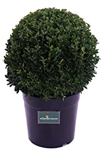 Pianta di Buxus Sempervirens Arborescens Sfera o Bosso Sempreverde Palla pianta da esterno pianta da siepe pianta ornamentale pianta per arte topiaria pianta vera venduta da eGarden.store (Vaso 24 cm)