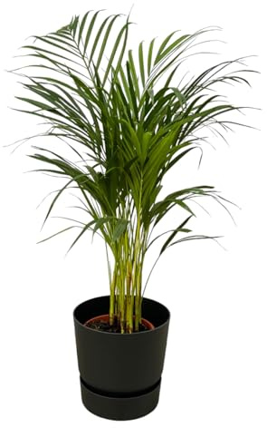 Palmier Areca, y compris Greenville Rond noir - 75-85cm - Ø19cm - Plante d'intérieur - Ensemble complet - Plante avec pot