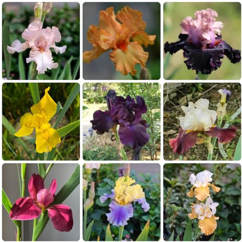 iris - resistenti in vaso balcone primaverili rari resistenti giardino e balcone di, tappezzanti perenni autunnalite 6Bulbi
