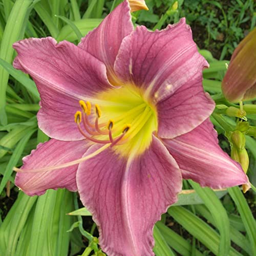 Hemerocallis bulbi bulbi di Hemerocallis Daylily resistente facile da sopravvivere