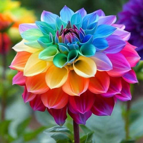 Dalias Rizomas. ideal para embellecer el paisaje. Hojas altas y grandes. Tolera el frío.（NVNJHJN）.-2 Rizomas-B