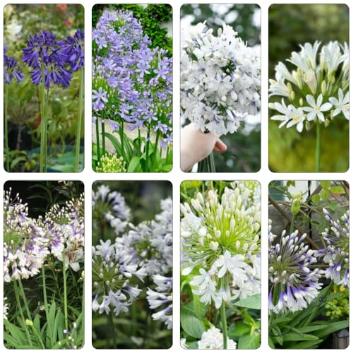 agapanto d'estate balcone serraio reale foglie perenne di primavera perenne resistenti semi interni bonsái interni semi 120pcs