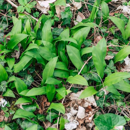semillas de ajo silvestre resistentes - silvestres, ajo silvestre, jardín, invierno, balcón 400pcs