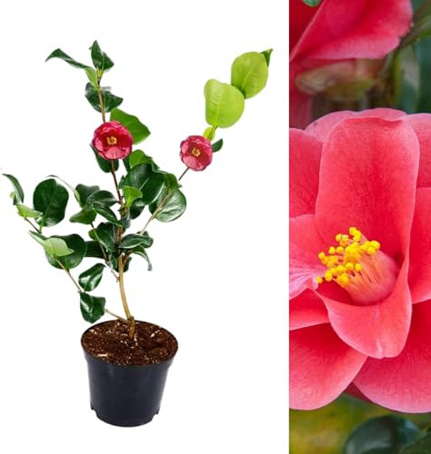 Carbeth Plants – Pink Camellia Mary Williams Reticulata Plant in 9cm Pot – Evergreen Shrub – Hardy Winter to Spring Flowering Garden Ready