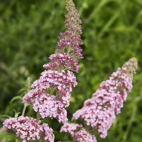 Buddleja, lillà estivo - Semi di selvatici biologici resistenti al freddo giardino balcone decorazioni per il soggiorno con 130semi