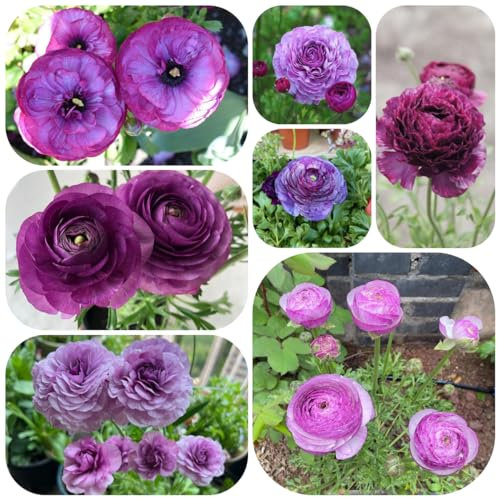 15 pcs ranunkeln zwiebeln winterhart, ranunculus zwiebeln, steingartenpflanzen winterhart gartenblumen deko wohnzimmer exotische pflanzen winterhart blumenzwiebeln mehrjährig blumen