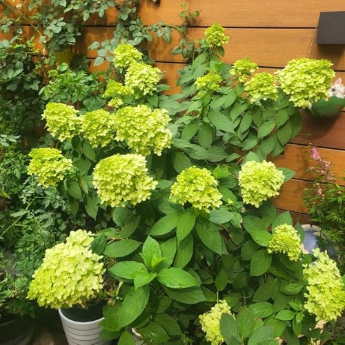 ortensia pannocchia giardino balcone ornamentale 2piante