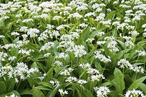 Ramsons, graines de Wild Garlic - Allium ursinum L. - 100 graines